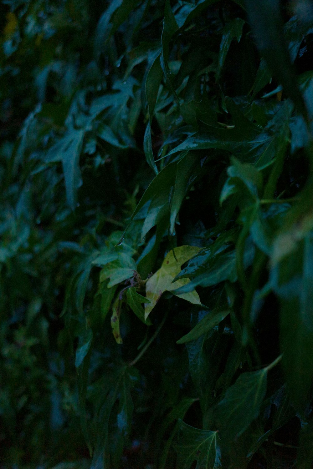 a close up of a bush with leaves on it