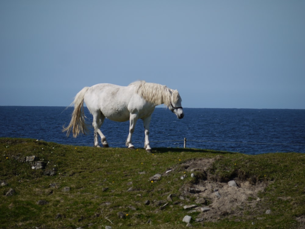 a white horse standing on top of a lush green field