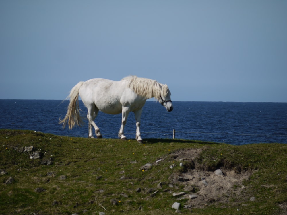 un cavallo bianco in piedi in cima a un campo verde lussureggiante