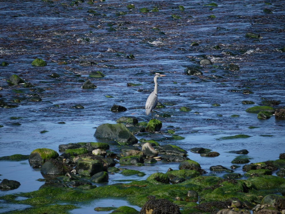 a white bird is standing on some rocks in the water