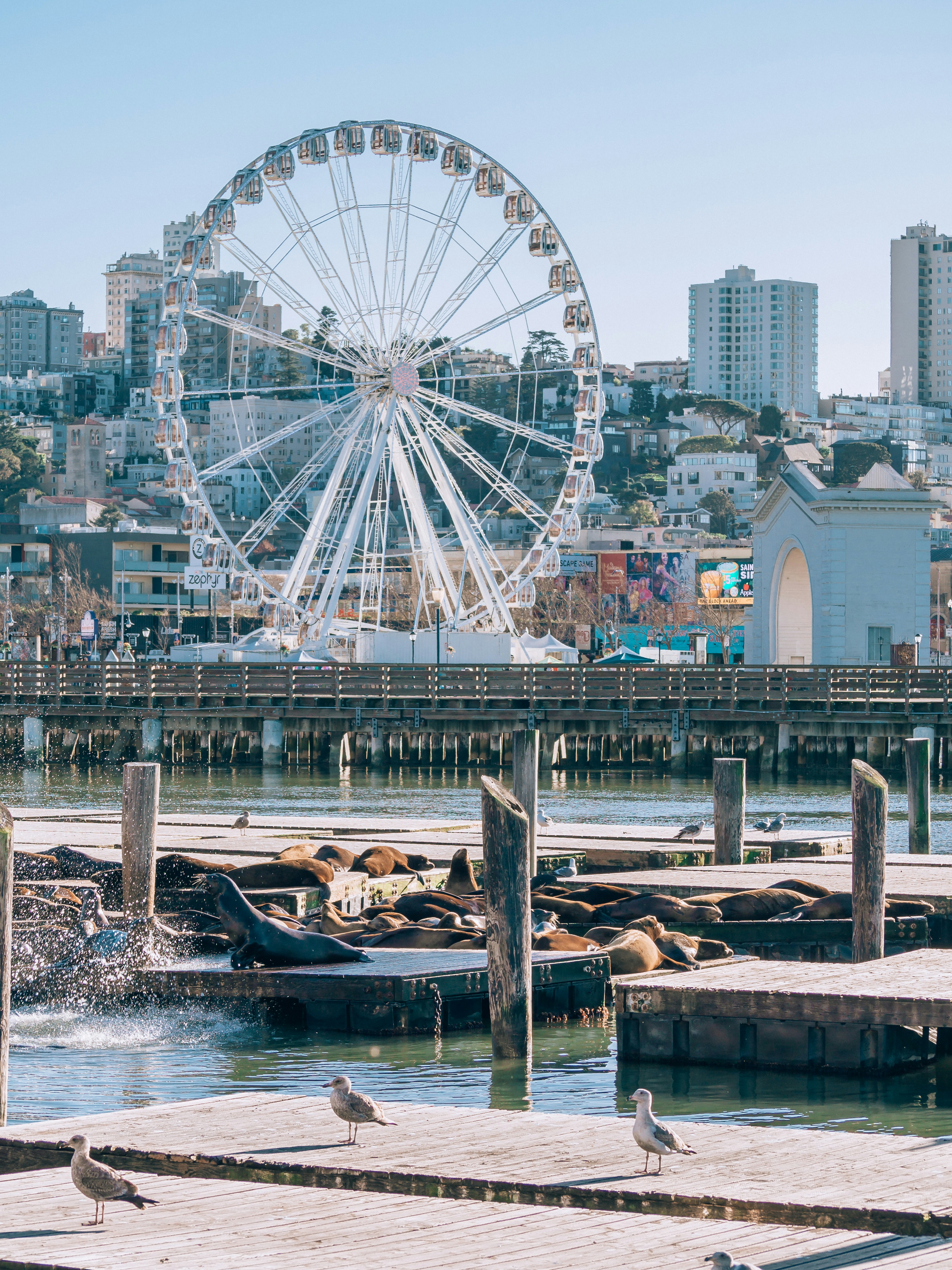 a ferris wheel and seagulls on a pier with a city in the background
