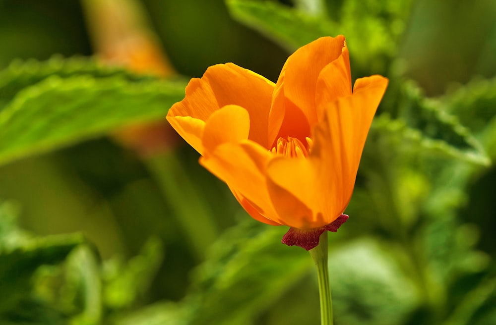 an orange flower with green leaves in the background