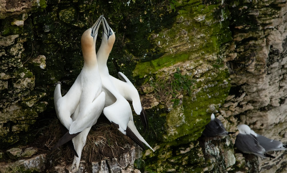 a group of birds sitting on top of a rock