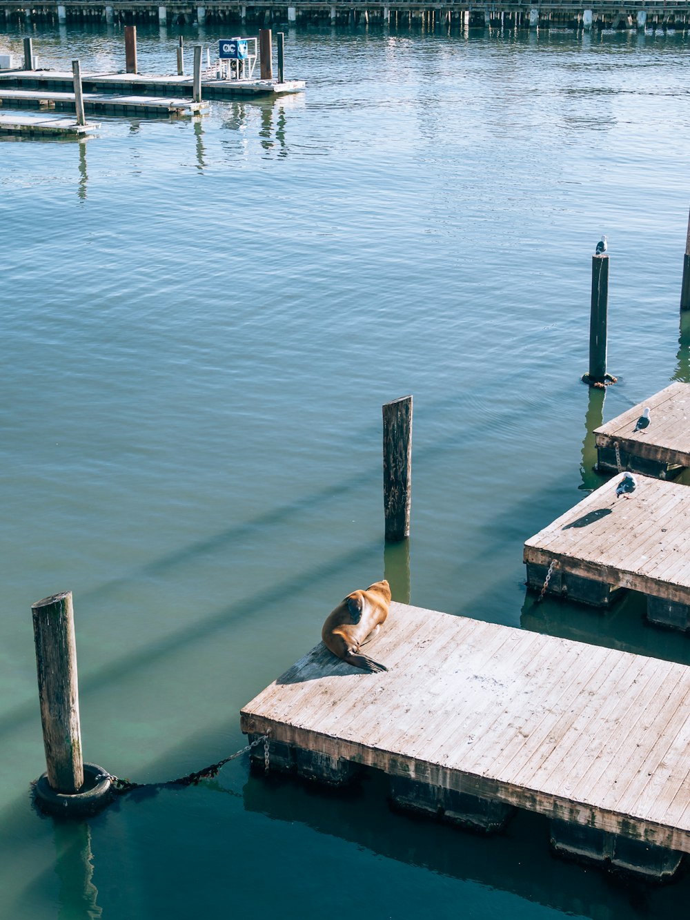 a dog is laying on a dock in the water