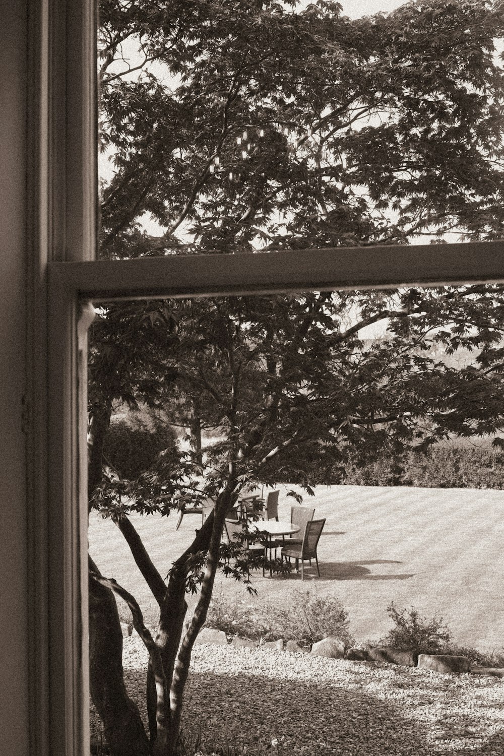 ein Schwarz-Weiß-Foto eines Baumes vor einem Fenster