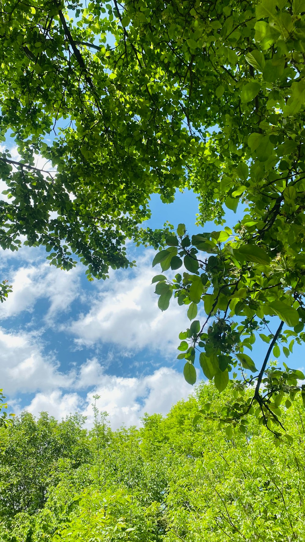 a view of the sky through some trees