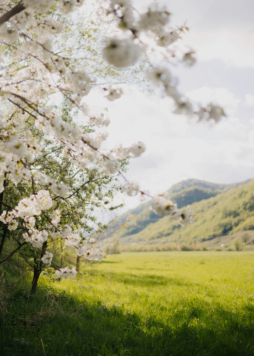 a lush green field covered in lots of white flowers