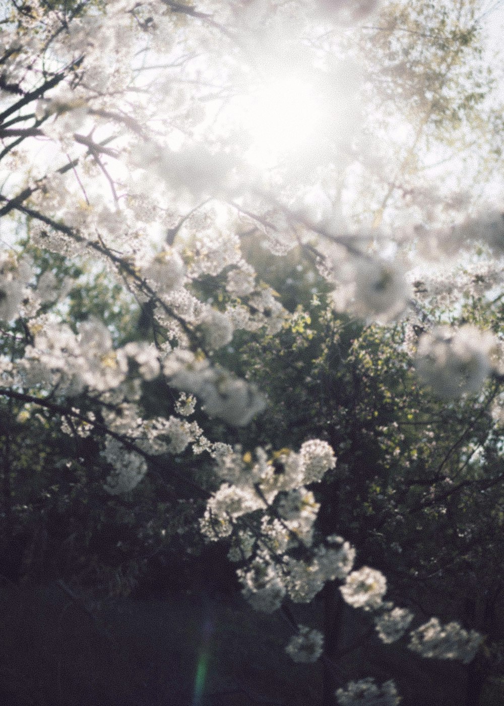 the sun shines through the branches of a tree