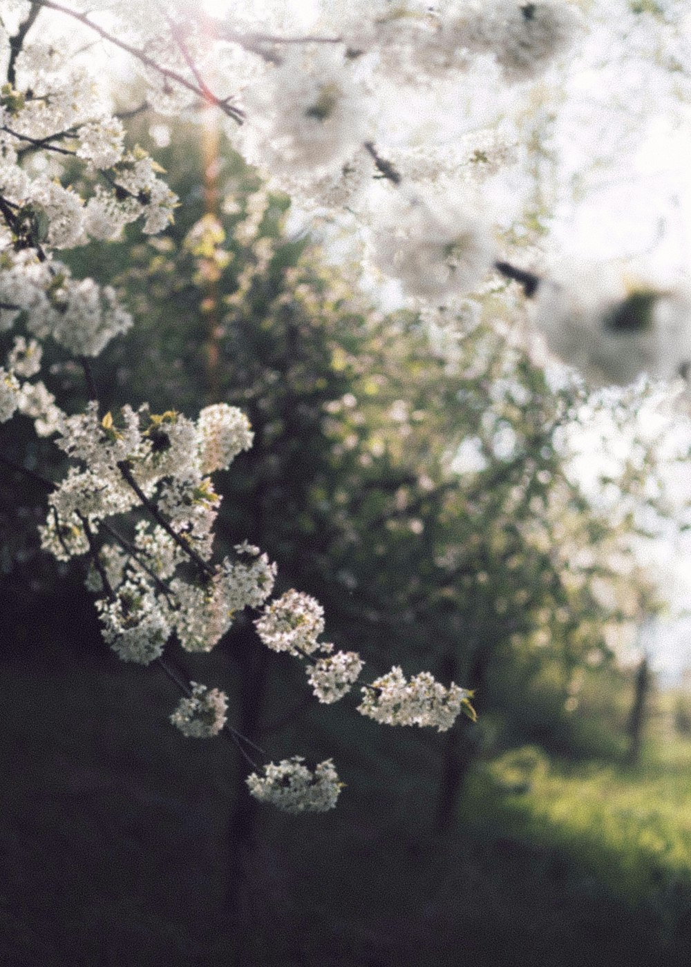 a bunch of white flowers on a tree