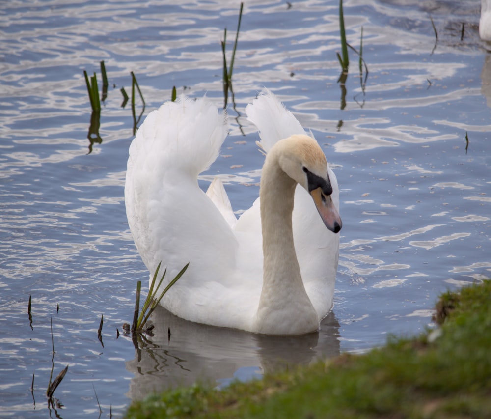 a white swan is swimming in the water