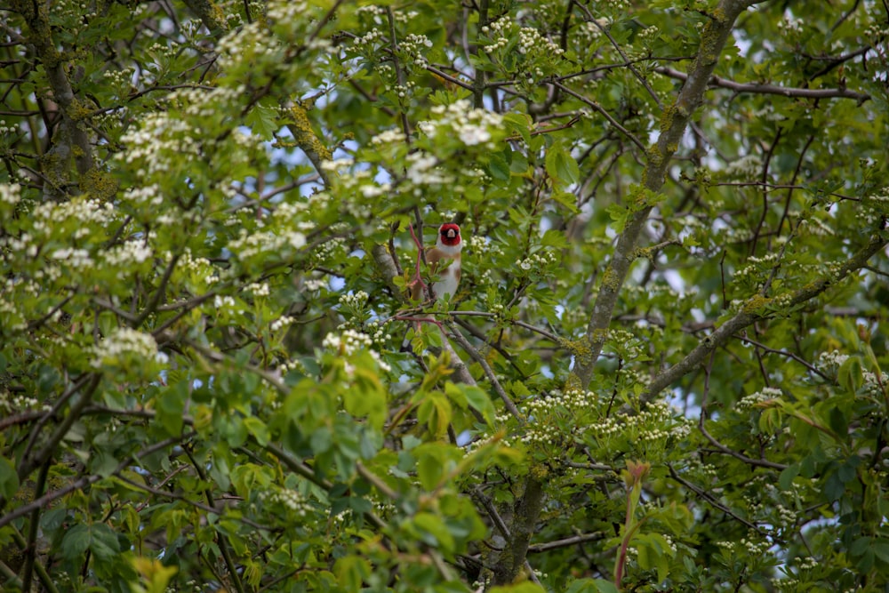 a couple of birds sitting on top of a tree