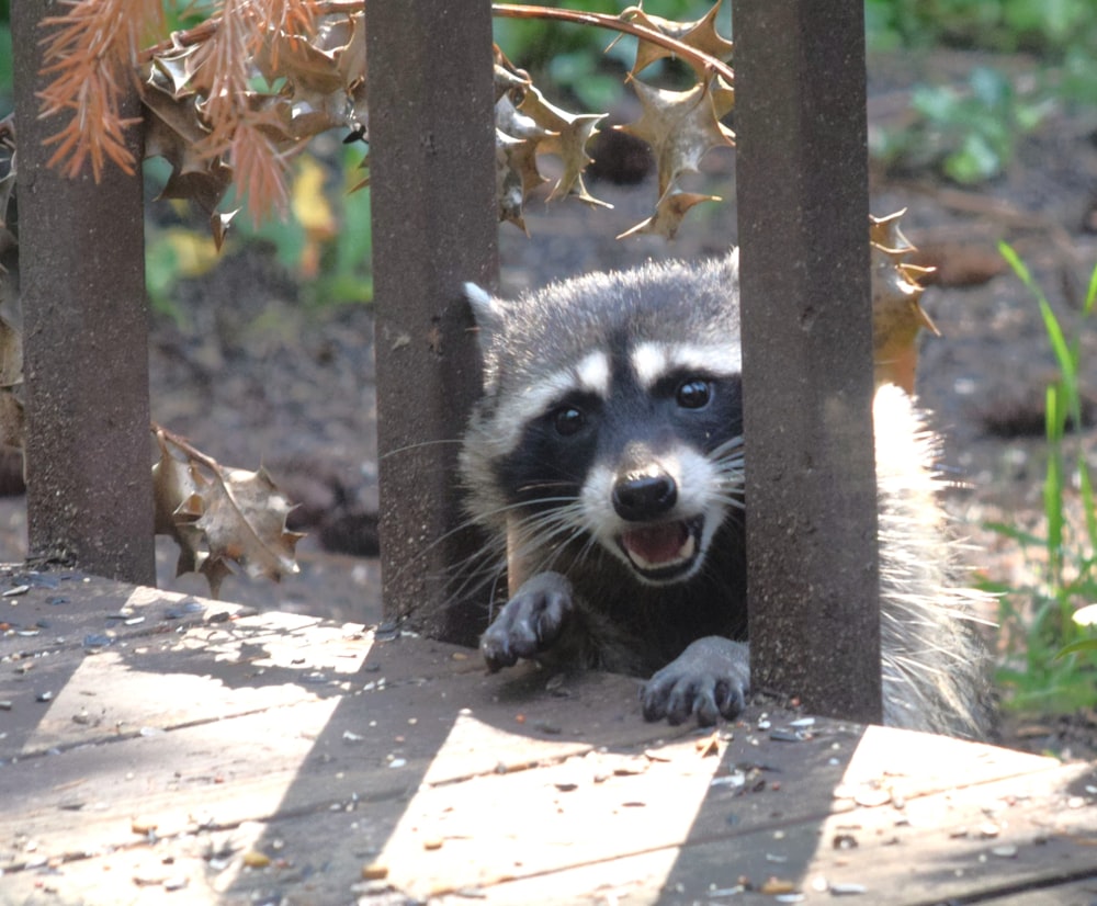 a raccoon looking out from behind a fence