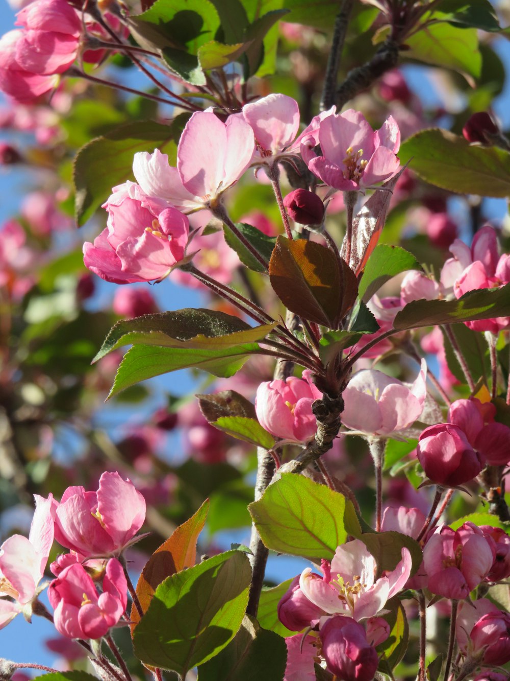 a tree with pink flowers and green leaves