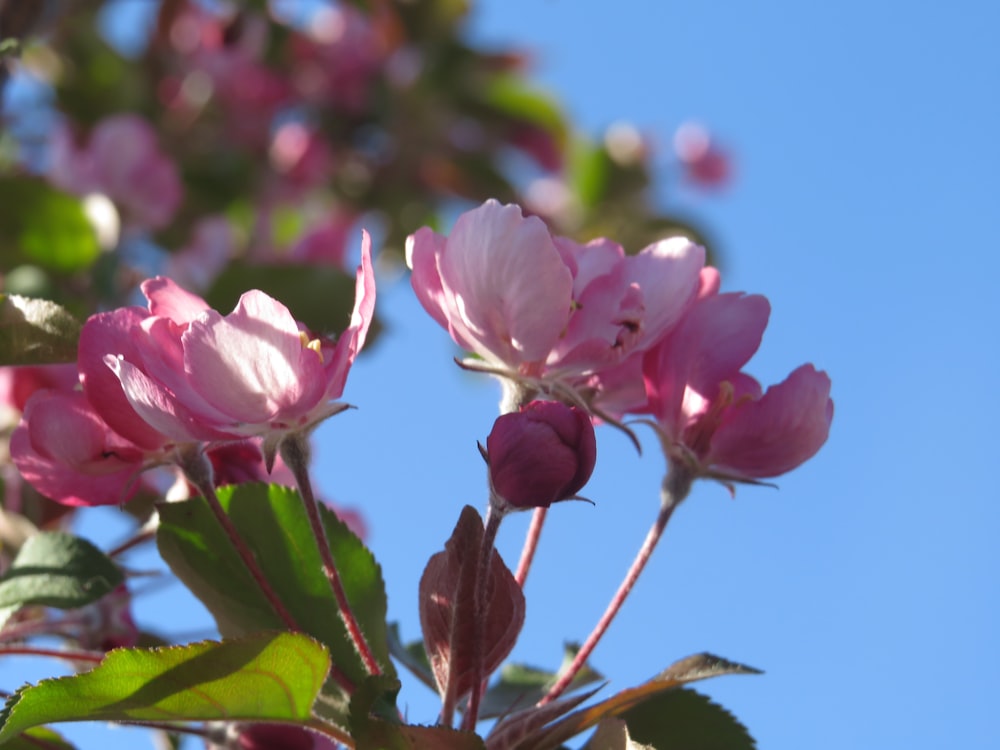 pink flowers are blooming on a tree branch