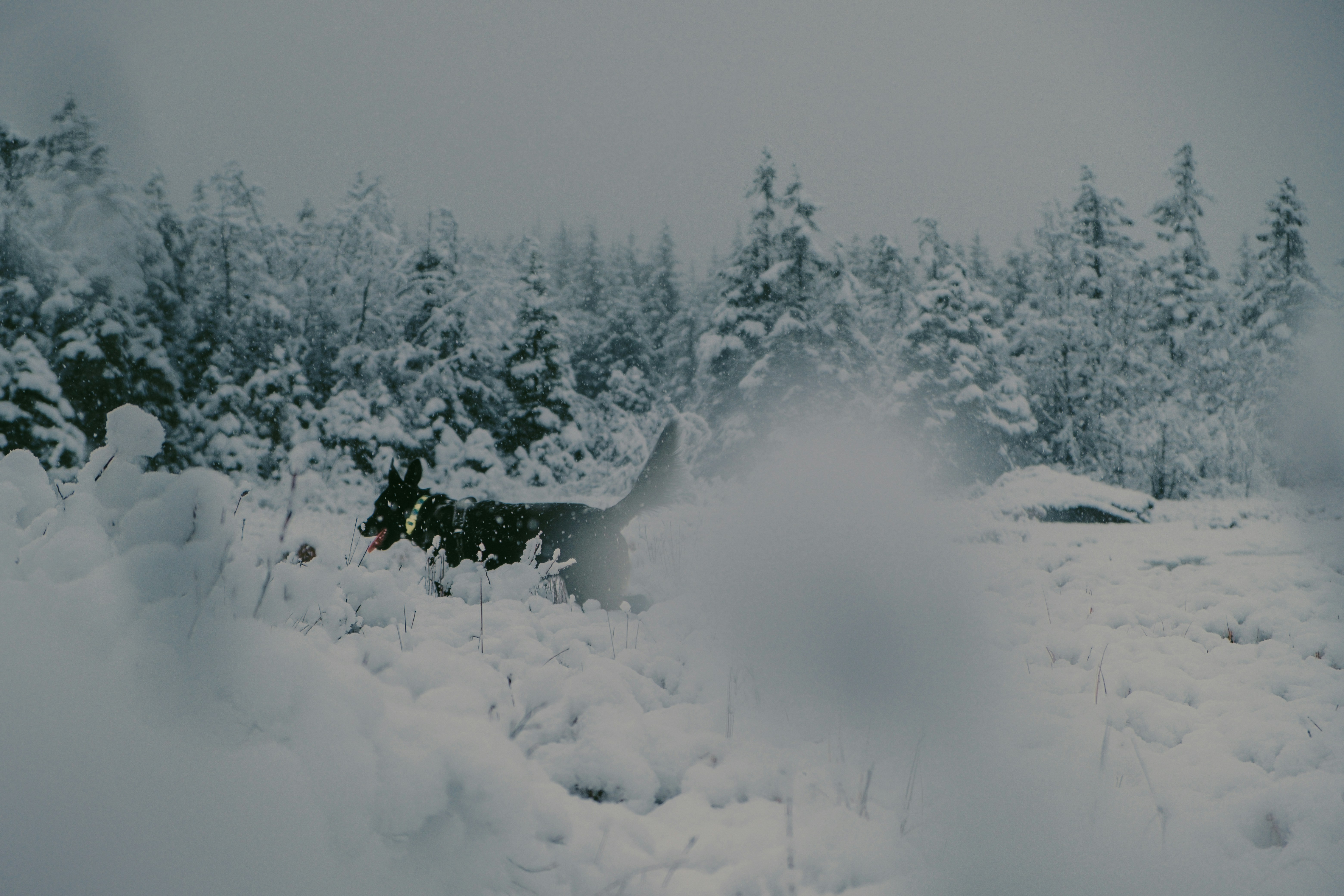 a dog is running through the snow in the woods