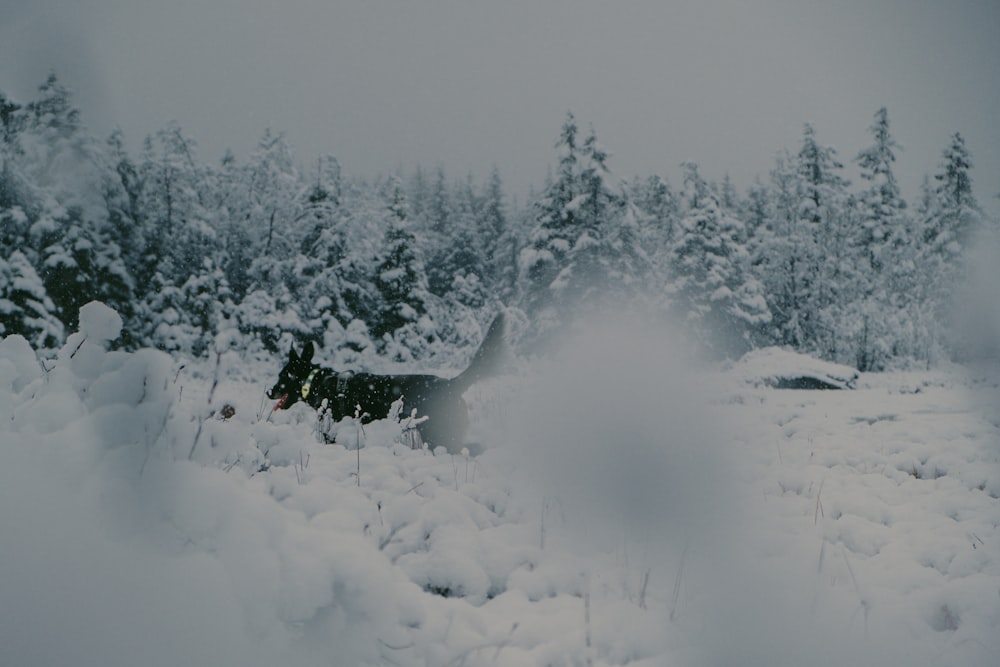 a dog is running through the snow in the woods