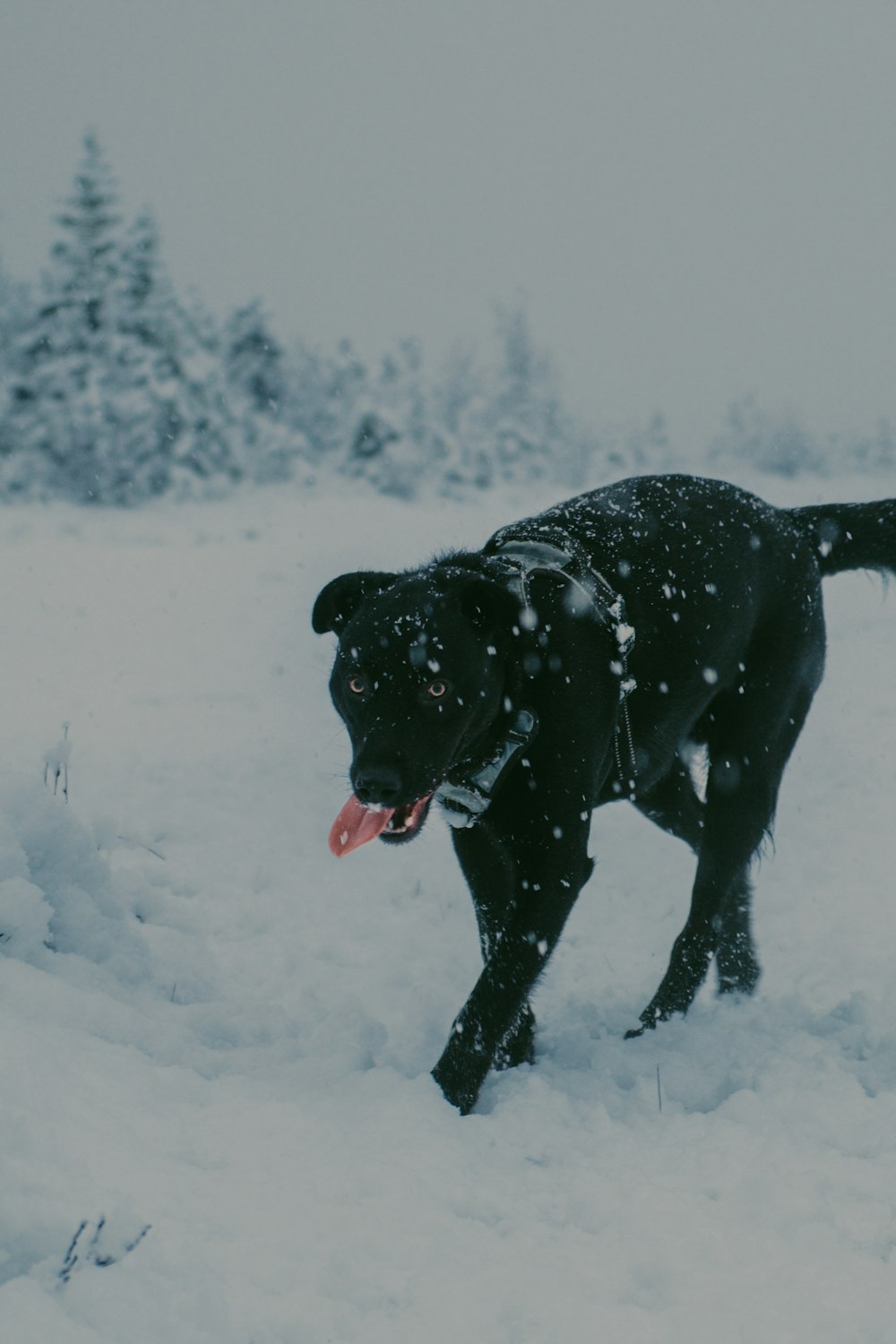 a black dog walking through a snow covered field
