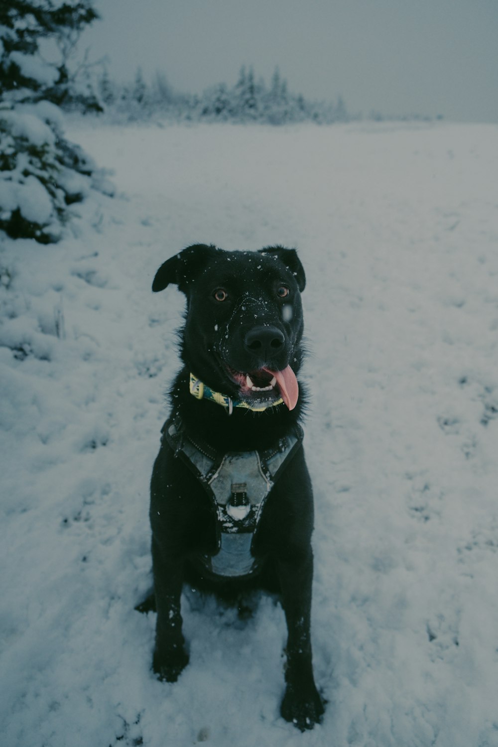 a black dog is sitting in the snow