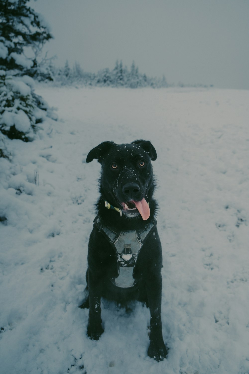 a black dog is sitting in the snow