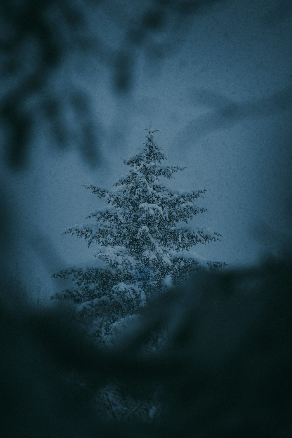 a snow covered pine tree in a snowy forest