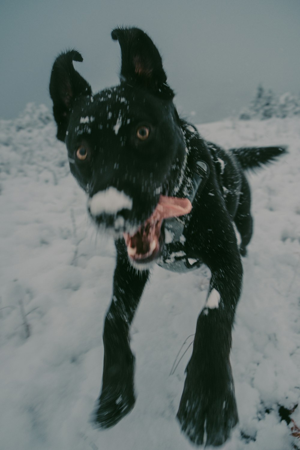 a black dog standing on top of a snow covered field