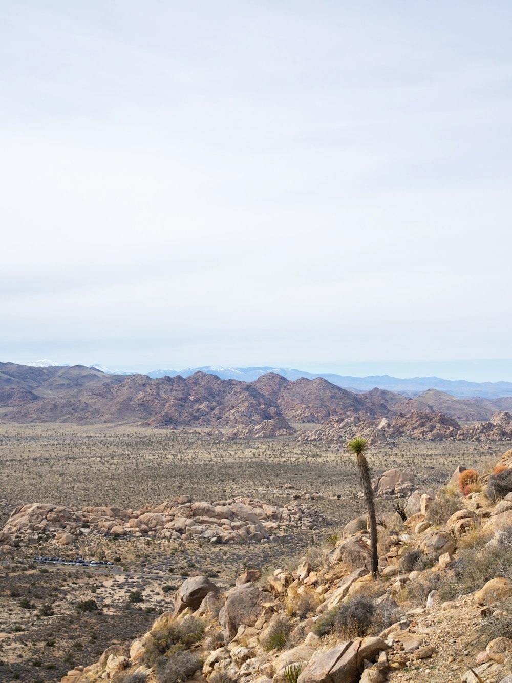 a lone cactus in the middle of a desert