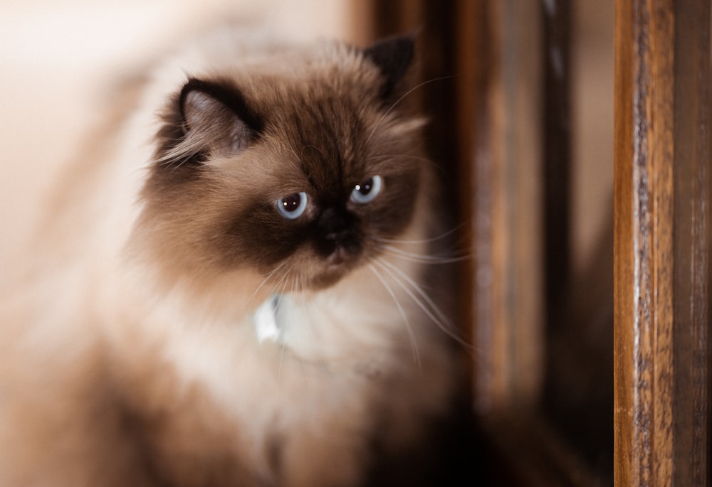 a brown and white cat sitting on top of a wooden table