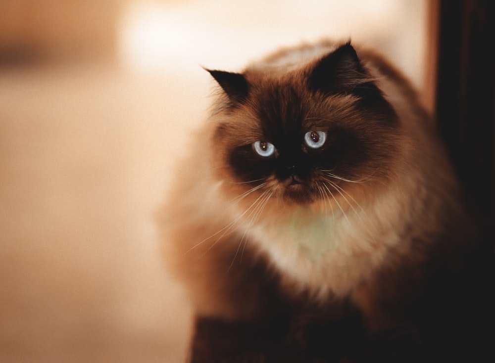 a cat with blue eyes looking at the camera