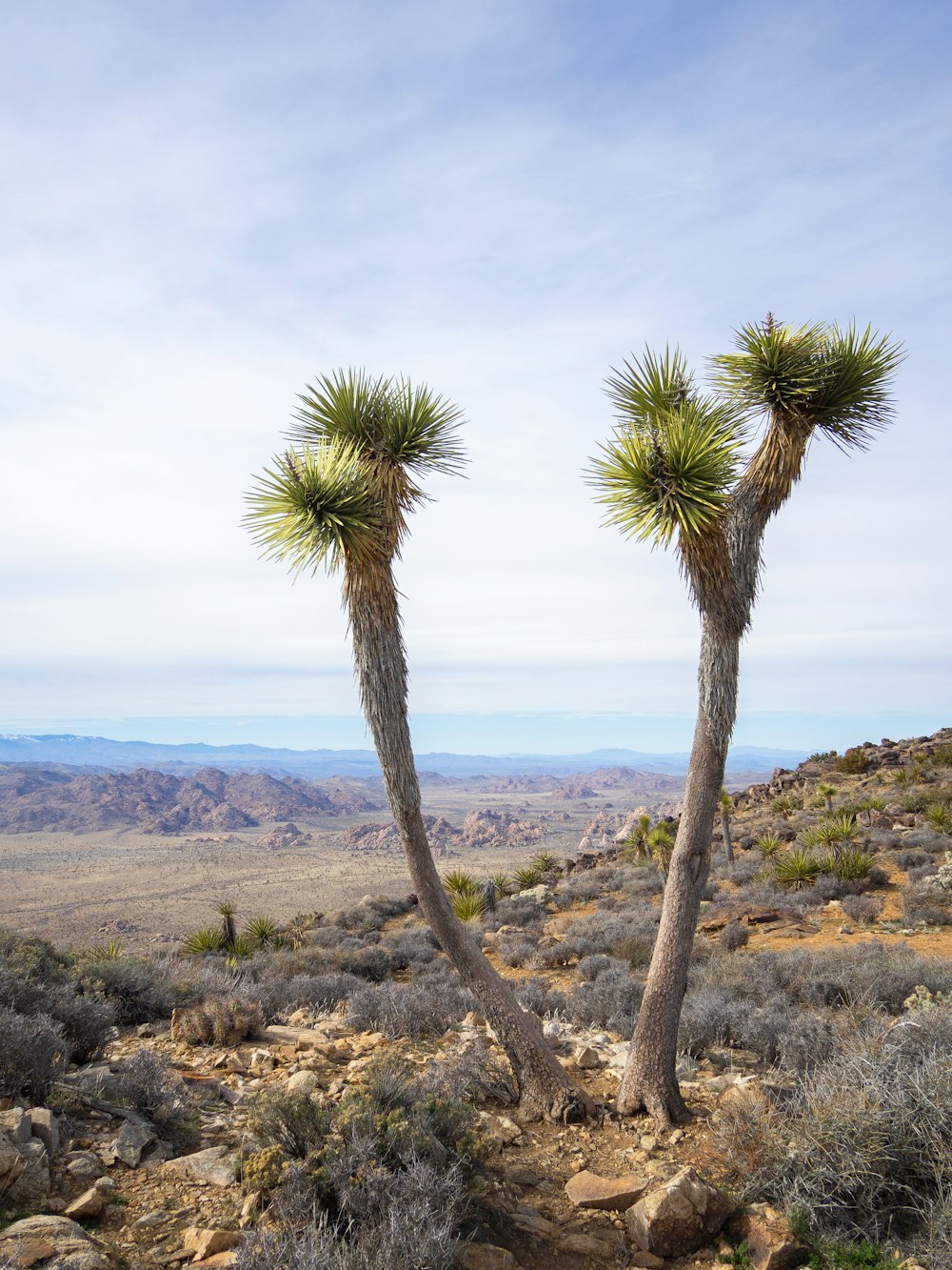 a couple of trees that are in the dirt