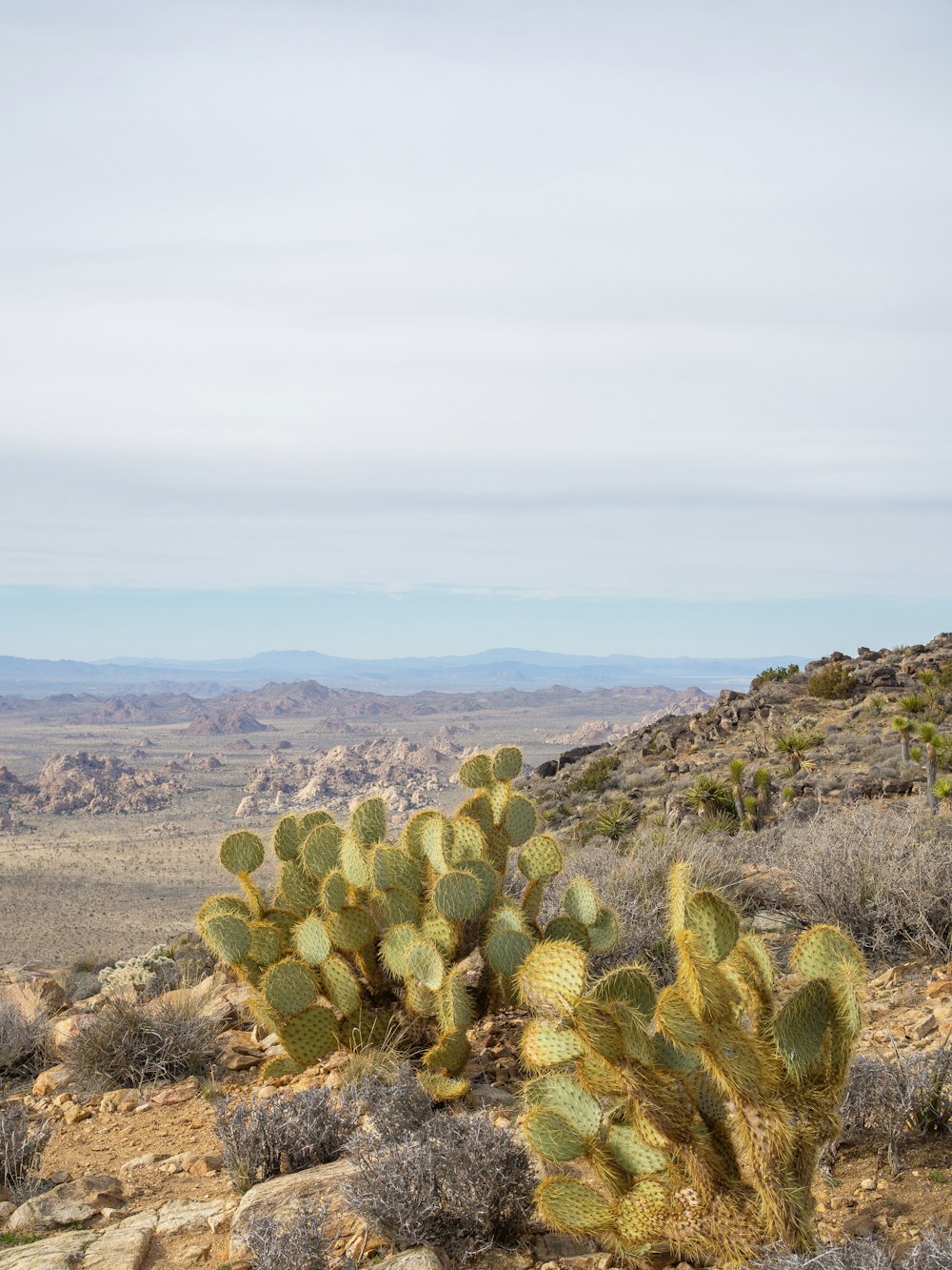 a cactus in the desert with mountains in the background