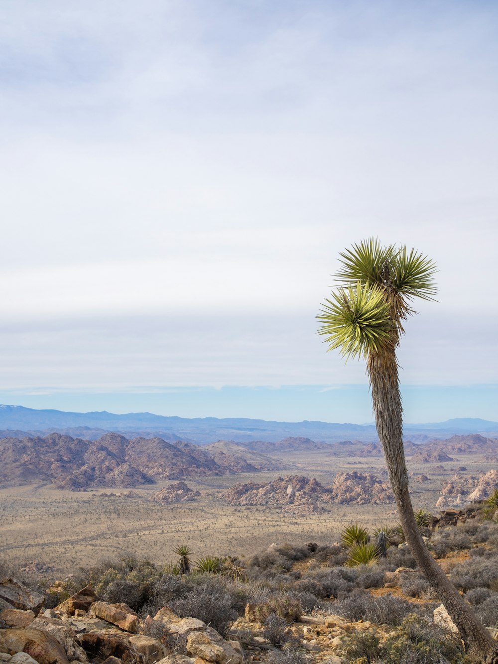 a lone tree in the middle of a desert