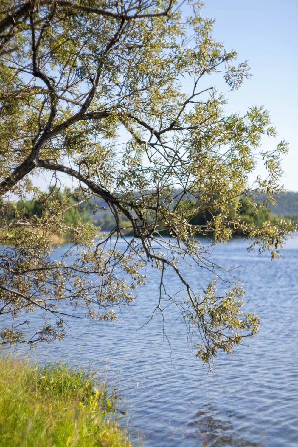 a large body of water surrounded by trees