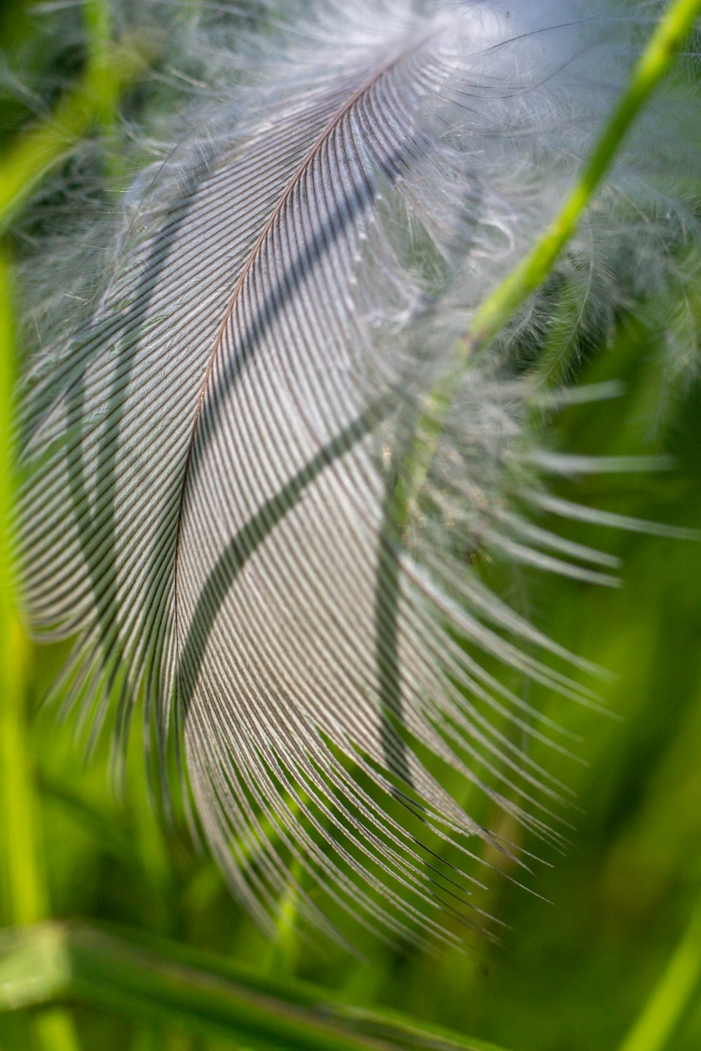 a close up of a feather on a plant