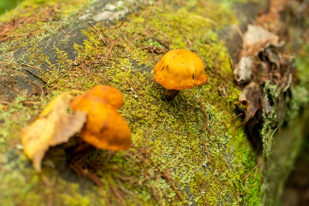 a group of mushrooms sitting on top of a moss covered log