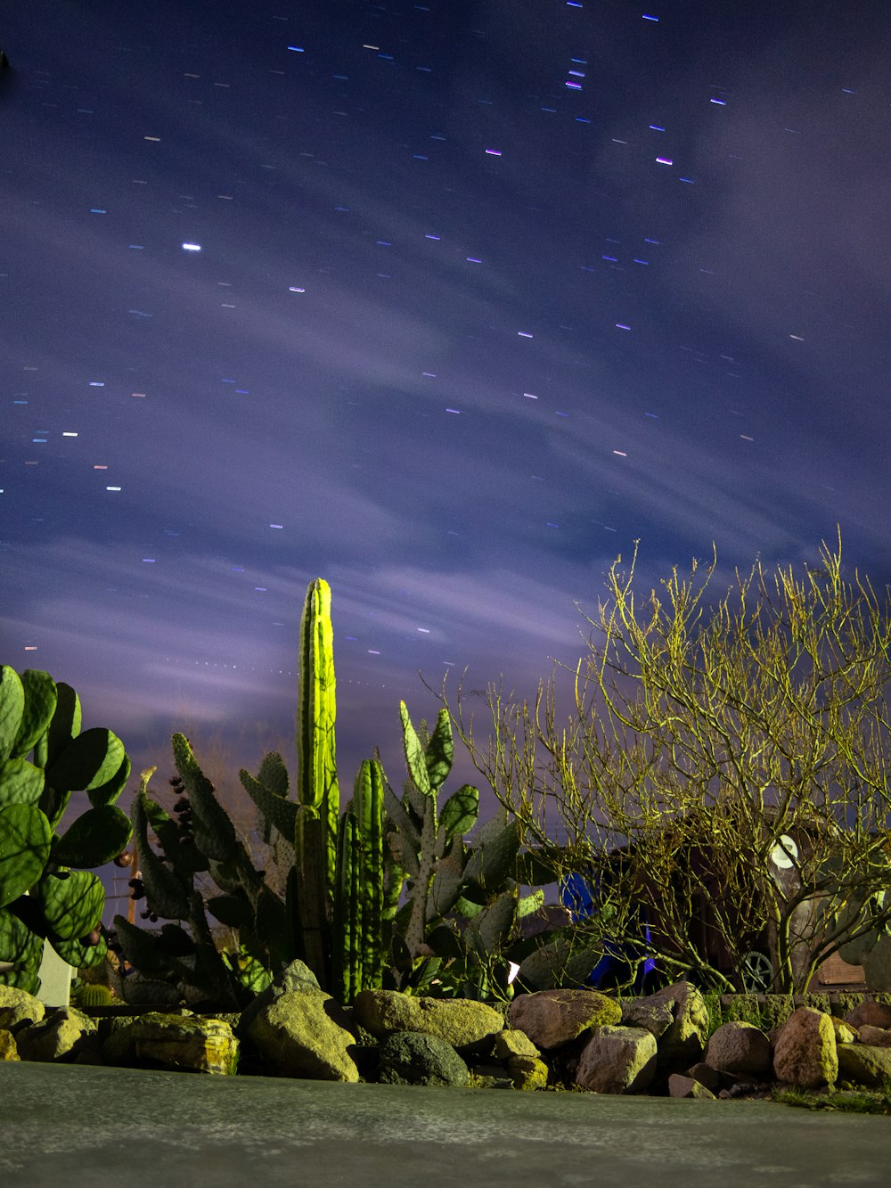 the night sky is full of stars above a cactus garden