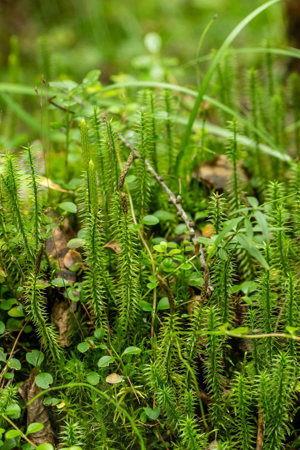 a close up of a bunch of green plants