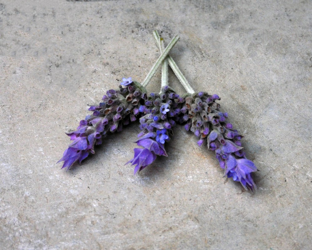 a bunch of purple flowers sitting on top of a cement floor