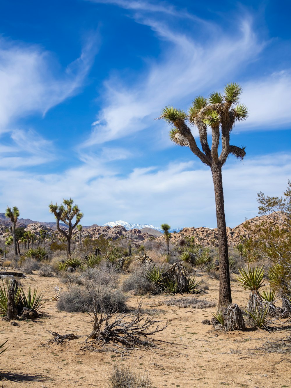 a joshua tree in the desert with mountains in the background