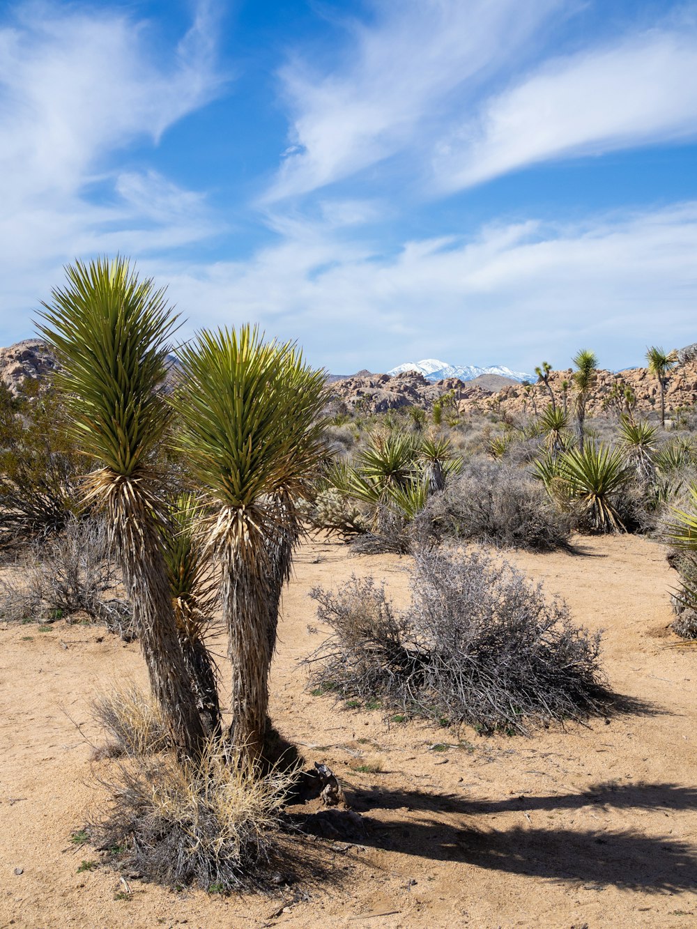 a couple of trees that are in the dirt