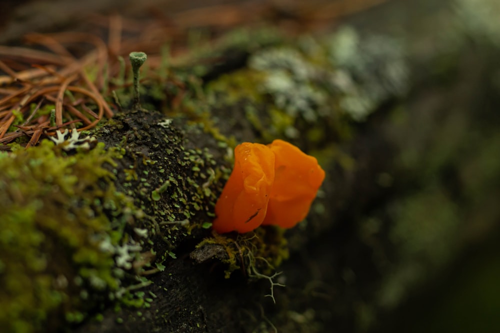 a small orange flower sitting on top of a moss covered log