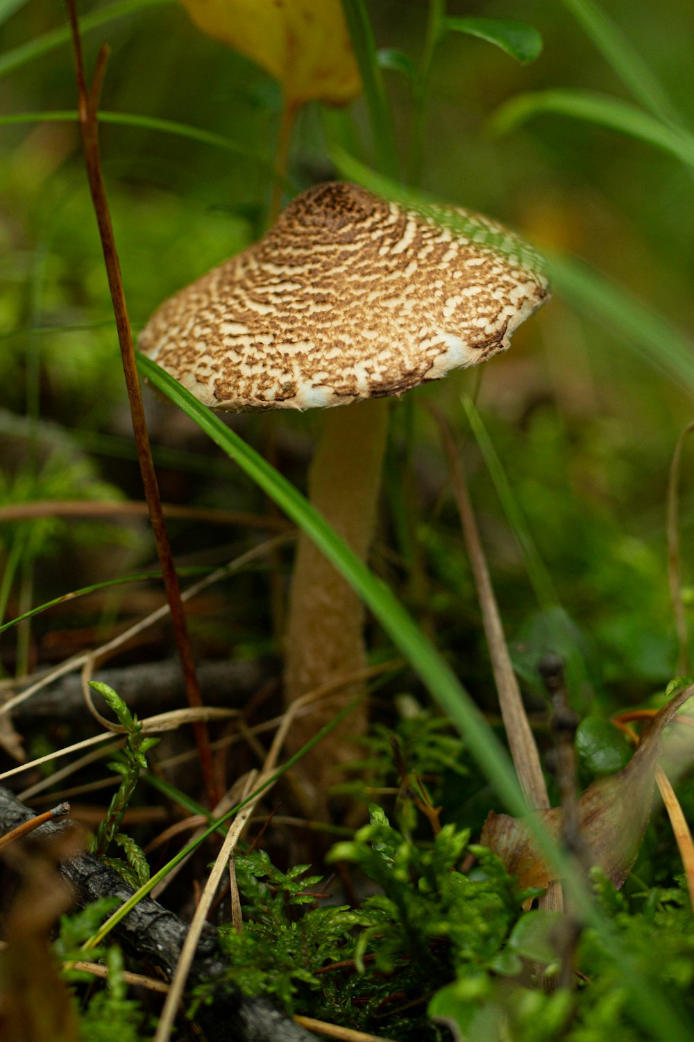 a close up of a mushroom in the grass