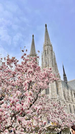 a tree with pink flowers in front of a cathedral