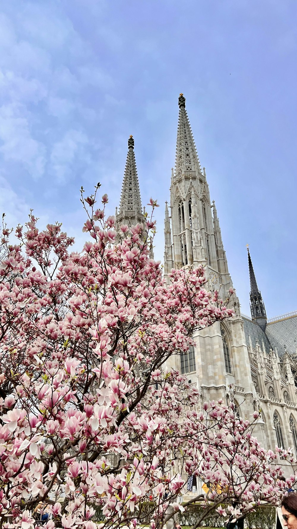 a tree with pink flowers in front of a cathedral
