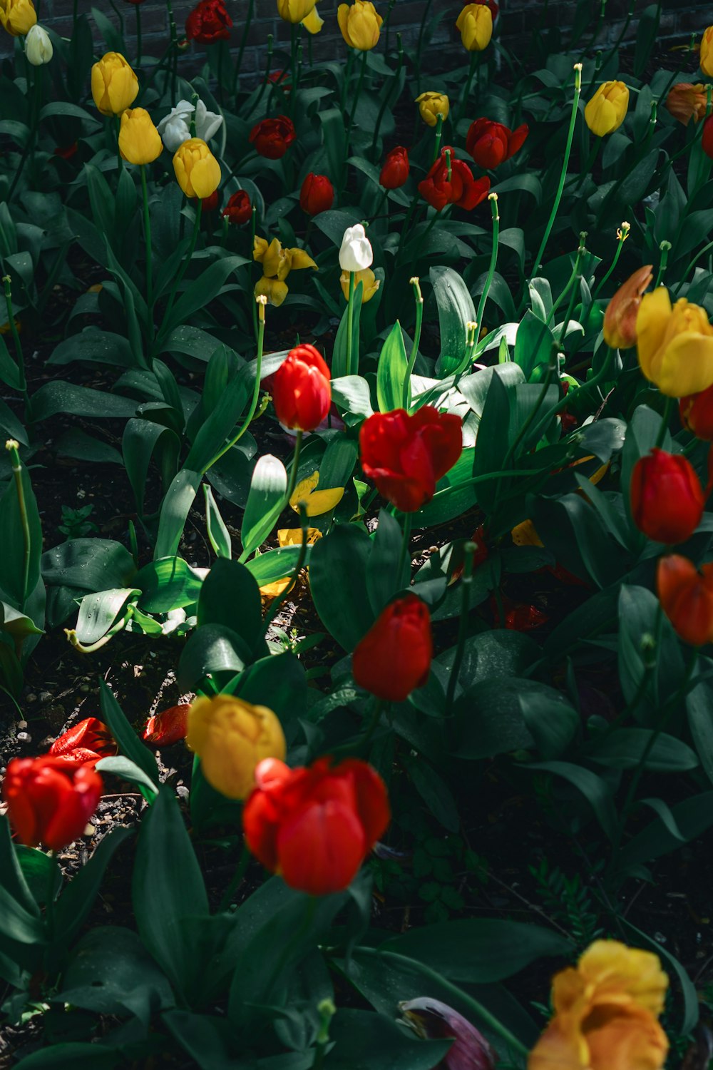 a field of red, yellow and white tulips