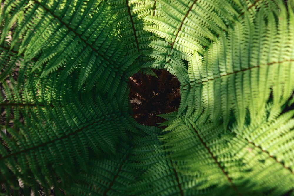um close up de uma planta verde com folhas