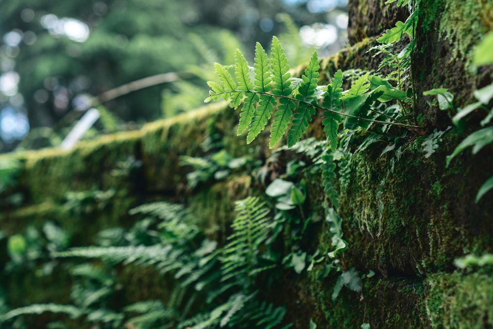 a mossy wall with a fern growing on it