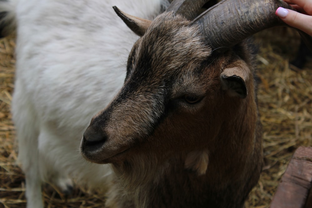 a close up of a goat with a person petting it
