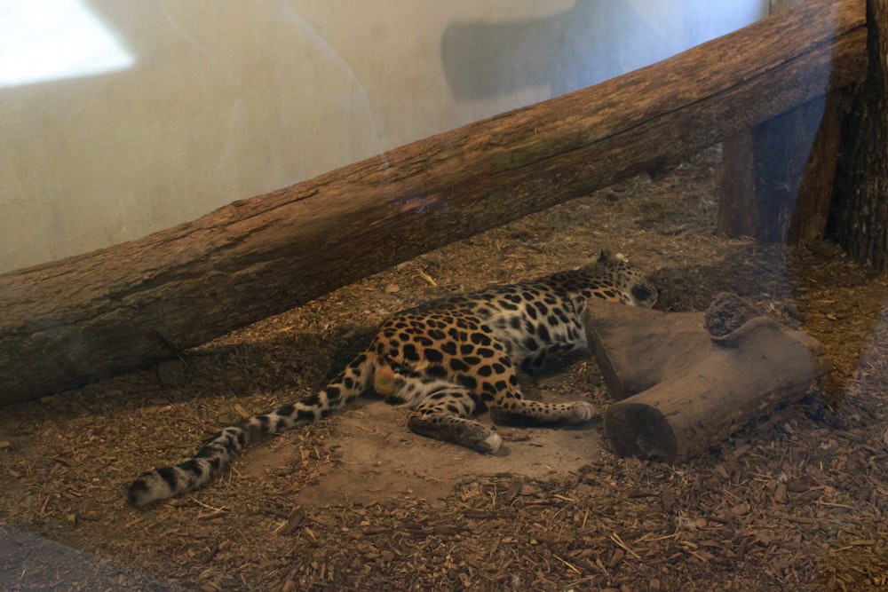 um leopardo deitado no chão ao lado de um tronco