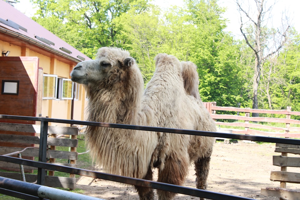 a couple of animals that are standing in the dirt