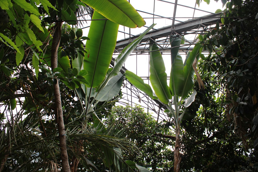 a bunch of green plants inside of a building